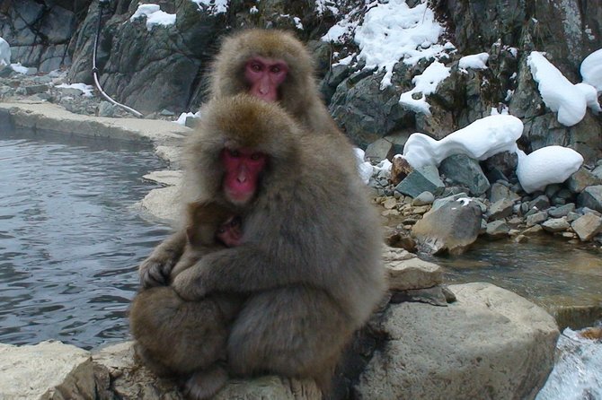 Nagano Guided Ski Trip, With Snow Monkeys Visit - Accommodation and Dining