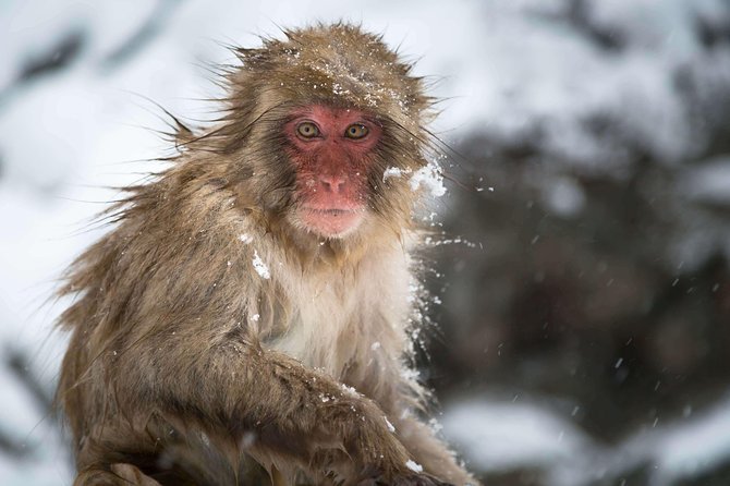 Full-Day Private Nagano Tour: Zenkoji Temple, Obuse, Jigokudani Monkey Park - Safety, Enjoyment, and Recommendations