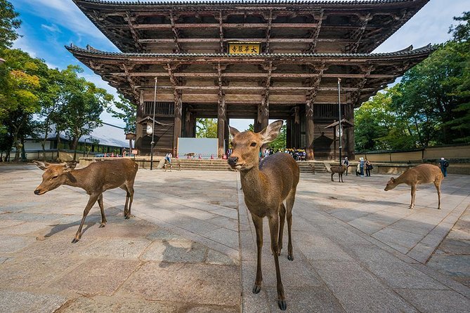 Nara Full-Day Private Tour Osaka/Kyoto Departure With Government-Licensed Guide - Cancellation Policy