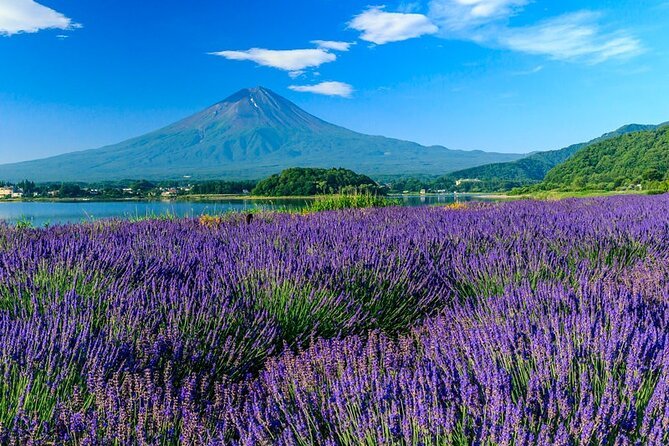 Mt. Fuji Five Lakes Area Private Tour With Licensed Guide(Kawaguchiko Area Dep) - Transportation Options
