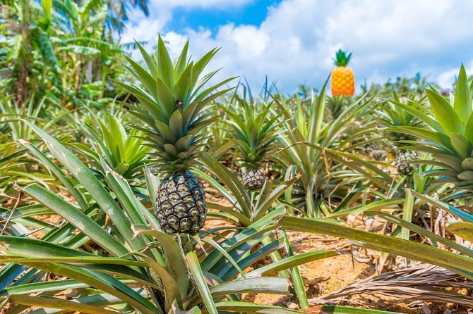 Nago Pineapple Park Attraction Tickets - Experience Pineapple Samplings and Wine Tastings